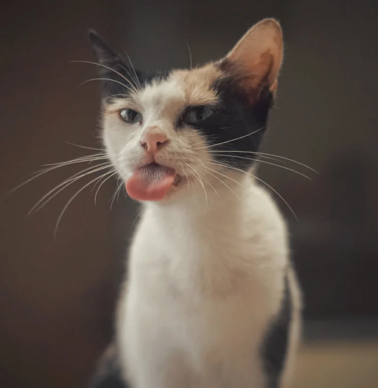 don-hassan-yjZBSEenspw-unsplash