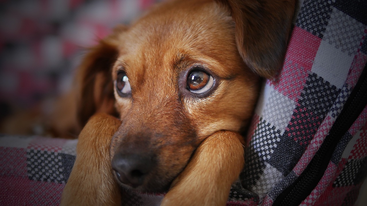dog-3071334_1280