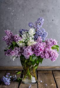 lilacs-1914124_1280