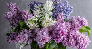 lilacs 1914124 1280