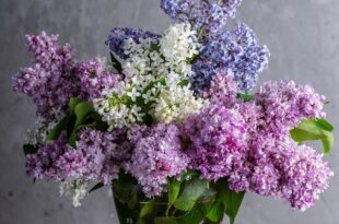 lilacs 1914124 1280