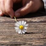 daisy-75190_1280