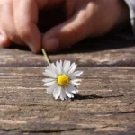 daisy-75190_1280
