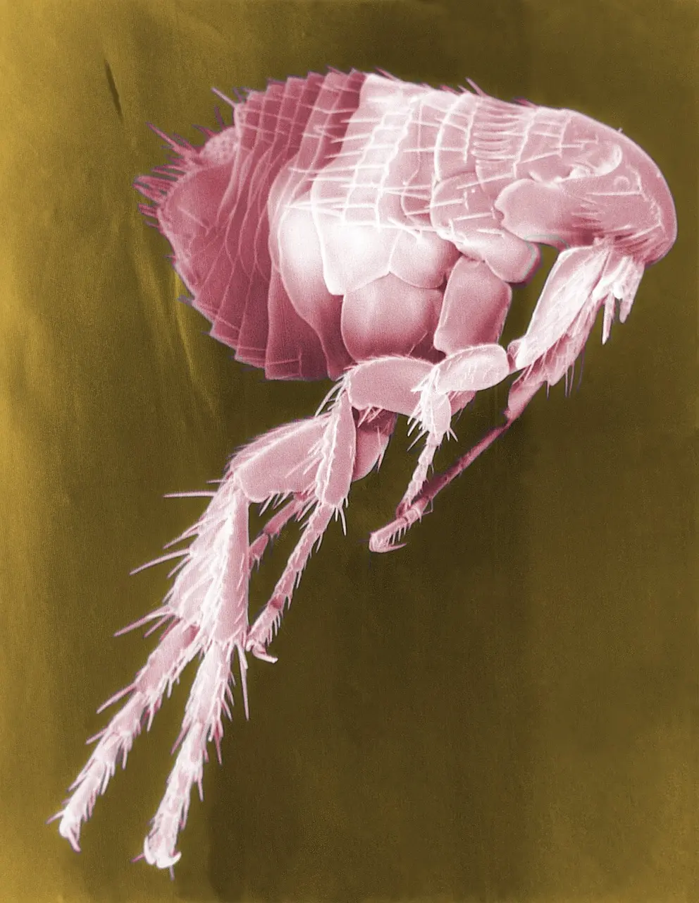 Peatäitõbi 1 flea-63043_1280 (1)