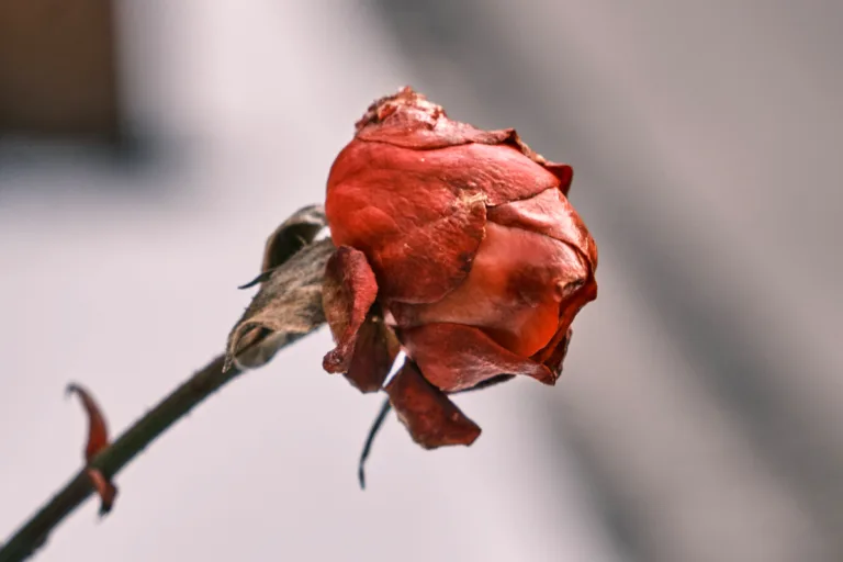 marcus-ganahl-dsNA0-vsg9Q-unsplash