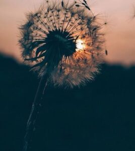 93938698_101875664842780_1937980365981351936_n