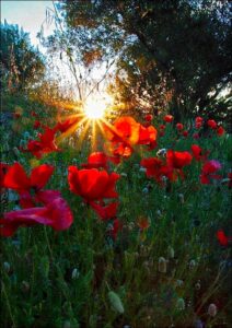 96518875_2776065525835618_1826453285213569024_n