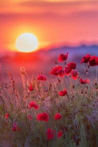 97089366_120871966276483_7175104405430075392_n