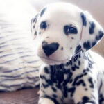 70 põhjust, miks koer on parem kui naine. 3 1-3