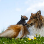 orphaned-fox-cub-adopted-dog-ziva-dinozzo-germany-21-600x400