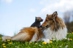 orphaned fox cub adopted dog ziva dinozzo germany 21 600x400 1