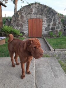 116368425_3447567461941357_3614439492739191267_n