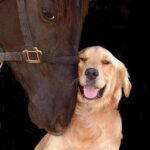 92939431_1605529219612602_218274206532501504_n