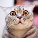 Kasside kättemaks: müüt või tegelikkus. 4 kass