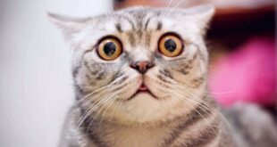 bigstock Young Crazy Surprised Cat Make 233591413 850x560 1