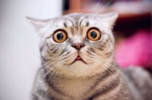 bigstock Young Crazy Surprised Cat Make 233591413 850x560 1