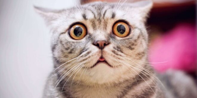 bigstock Young Crazy Surprised Cat Make 233591413 850x560 1