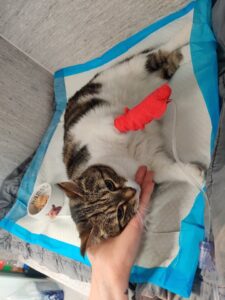 119588300_2757984131189069_7325864741208532756_n