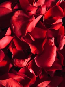 rene-porter-M6w1m_wukDM-unsplash
