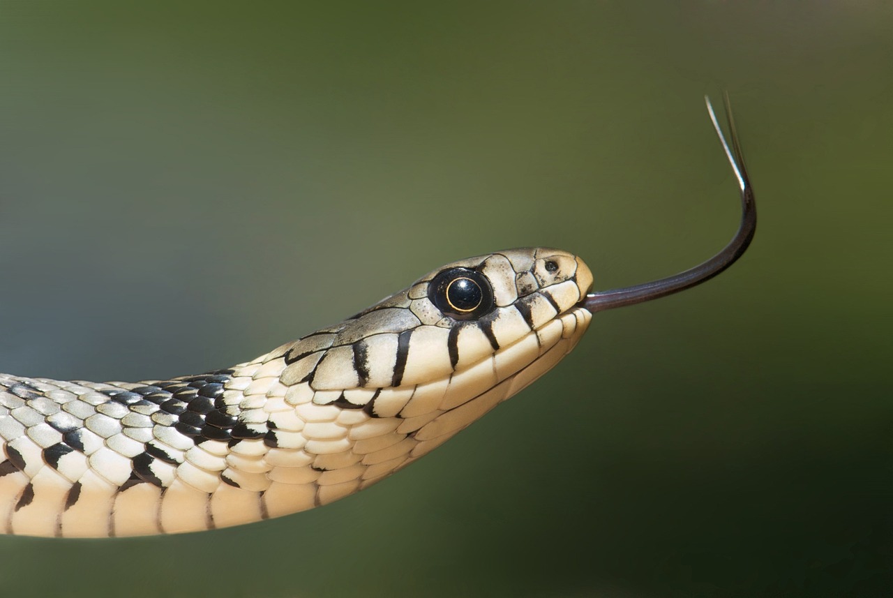 grass-snake-60546_1280