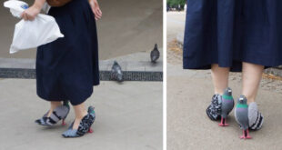 pigeon shoes japanese woman fb2 1000x525 1 850x525 1