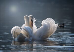 swan-4013225_1280