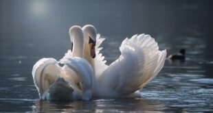 swan 4013225 1280