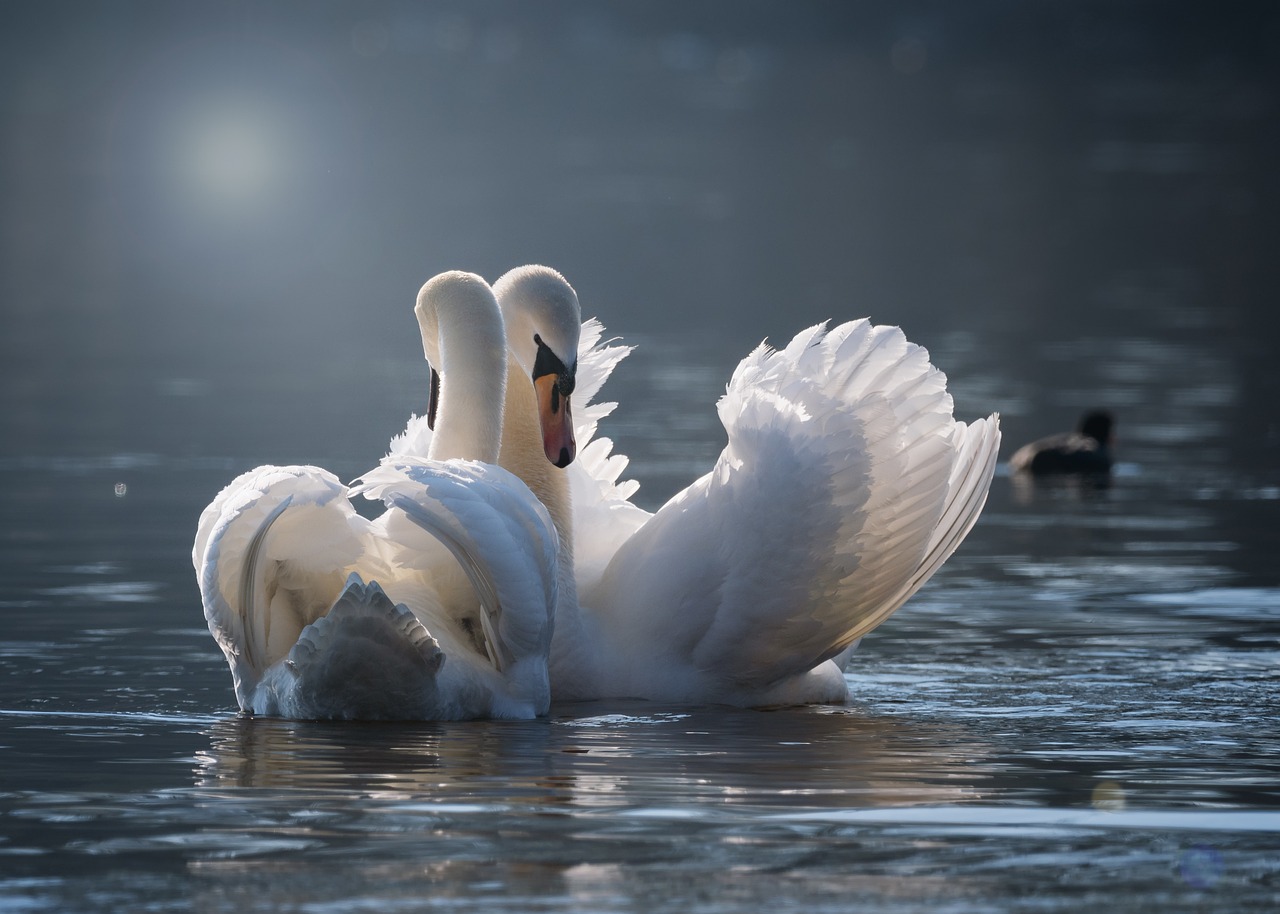 swan-4013225_1280