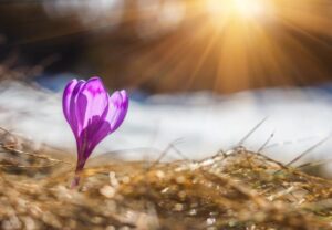 crocus-spring-equinox