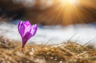 crocus spring equinox