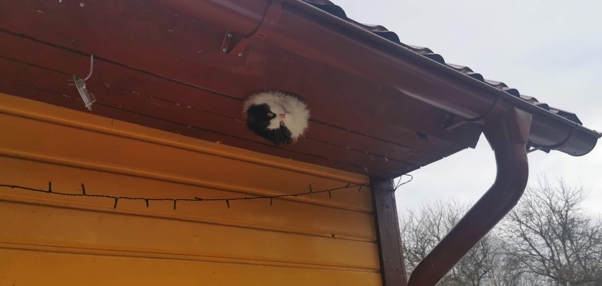 Auku kinni jäänud kass