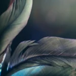 feather-4718580_1280