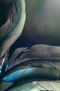 feather-4718580_1280