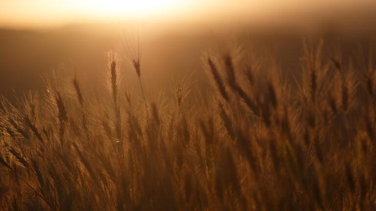 plant-731178_1920