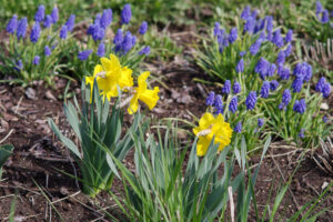 49874893971_e06c37b35f_b