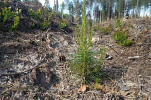 Istutatud mannitaim Foto Tanel Niklus