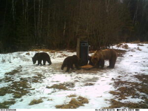 karupere nissis - priit teder