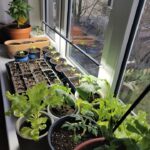 tomat-aknalaual-maaeluministeerium