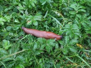 Hispaania teetigu. Foto_Andri Küüts