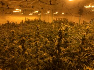 Kanepikasvatus Pärnumaal (5)