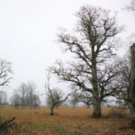 madapea_puisniit_sugisel._foto_liggi_namm