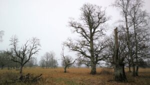 Neil kolmel tähemärgil tuleb keeruline novembrikuu 7 madapea_puisniit_sugisel._foto_liggi_namm