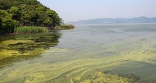 cyanobacterial blooms post 0