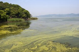 cyanobacterial blooms post 0