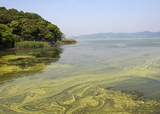 cyanobacterial blooms post 0