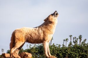 huntminuaeg