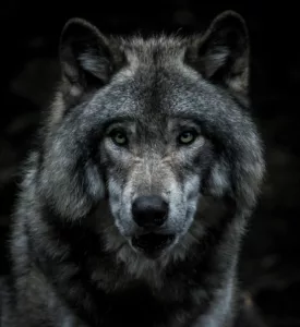 Hunt