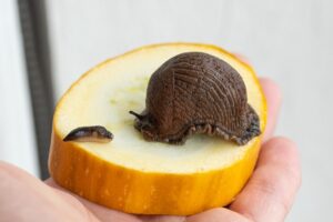 mustpeanälkjas-ja-hipaania-teetigu_keskkonnaamet-Maris-Sepp