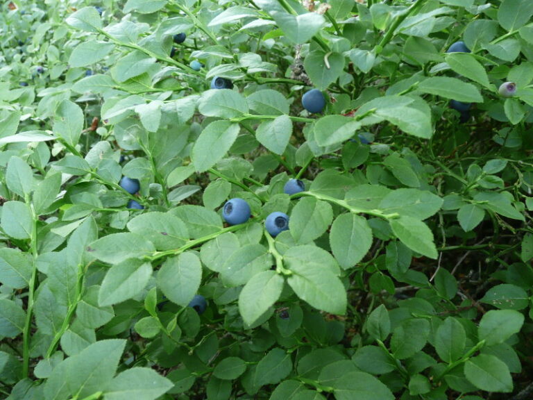 mustikas