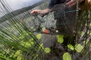 Margistuseta puugivahend vaikeste vahkidega 2021 1